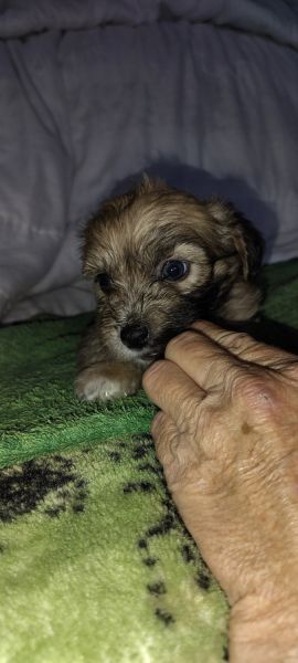 Rehoming Puppies for sale