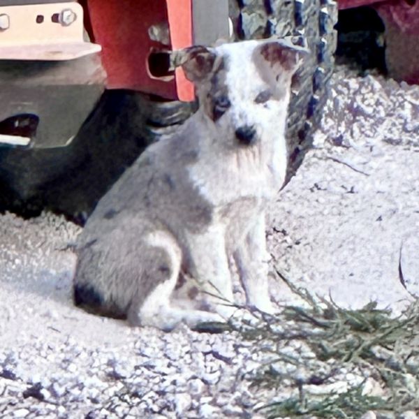 Mini Aussie Blue Heeler Mix