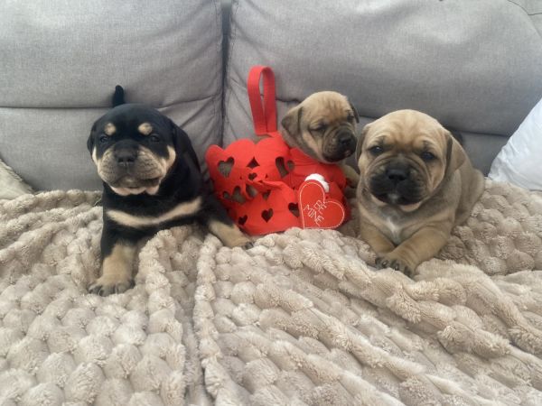 Bully King Corso puppy mix looking for a new home