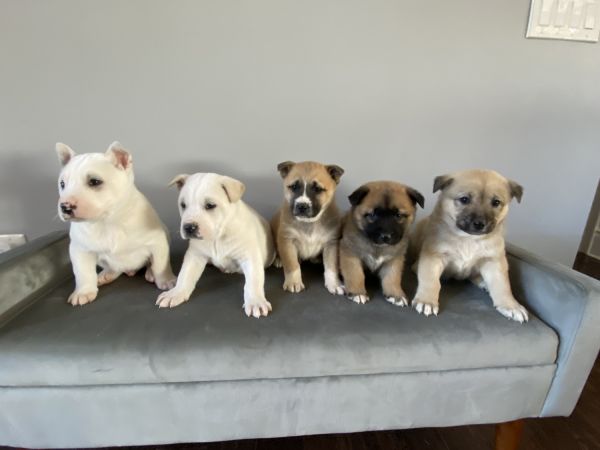 Litter of 3 girls and 5 boys