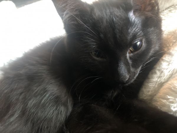 Monozygotic male kittens