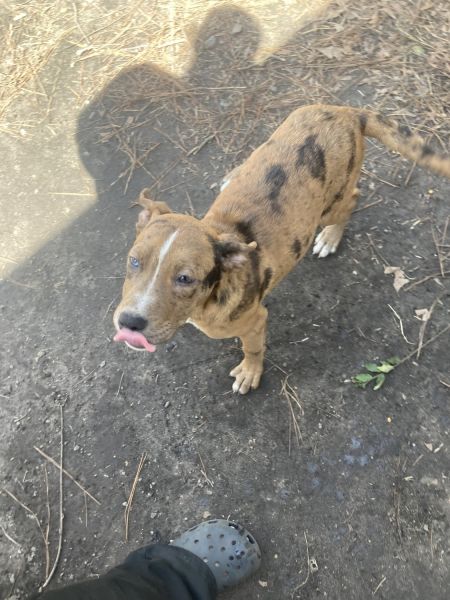Pitbull/Aussie puppies