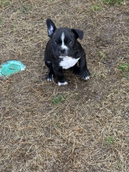3 half French half Boston terrier puppies.