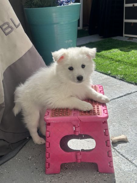 3 months old puppies