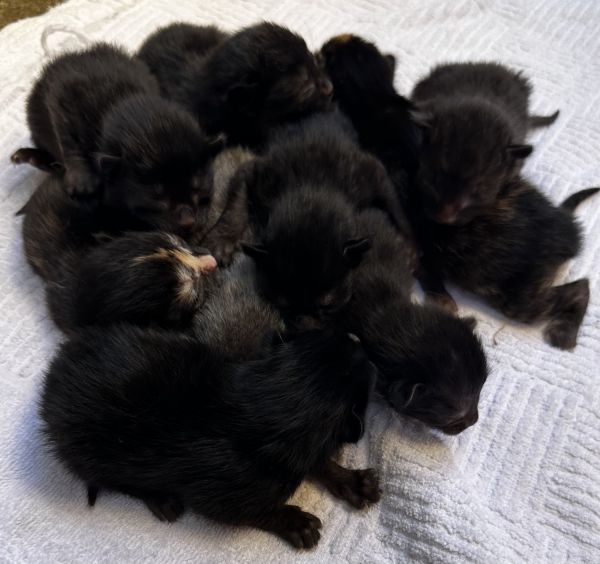 Kittens need loving home - free