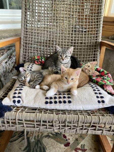 Adorable Cats Looking for Forever Home
