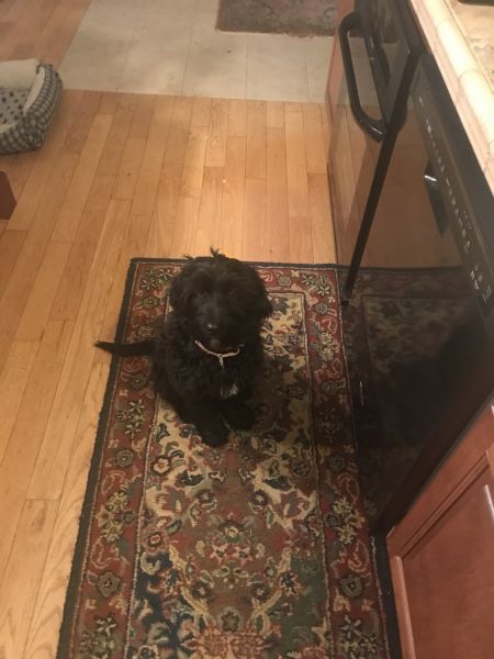 Free to good home Labradoodle-Englishsetter