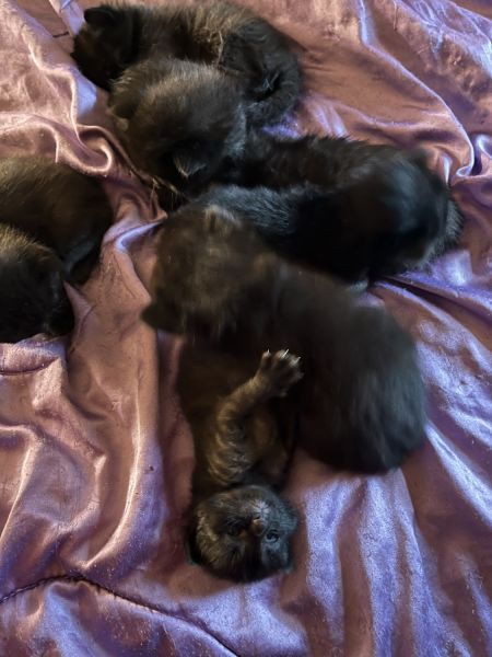 6 Black Kittens