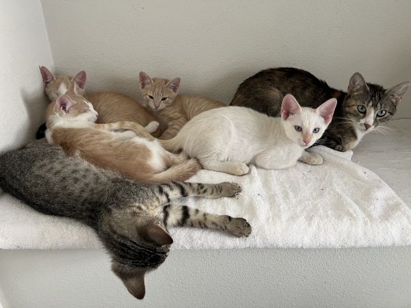 Affectionate Kittens