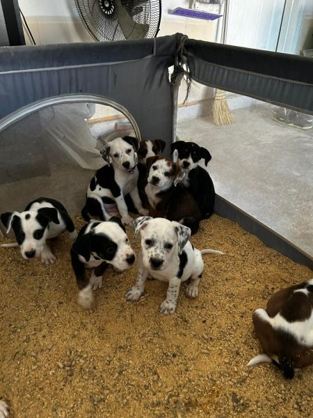 Rehome 8wk old Aussie Shepard & Pitbull Mix Puppies