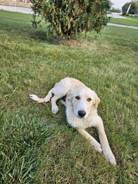 Lab x Golden Retriever pup