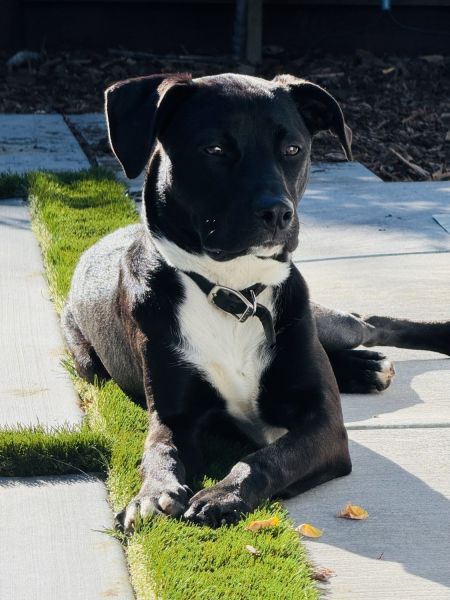 9 month old puppy needs a home