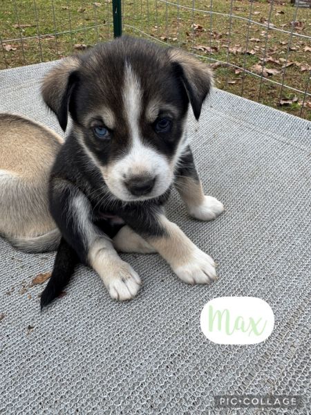 Husky Catahoula Hound Mix