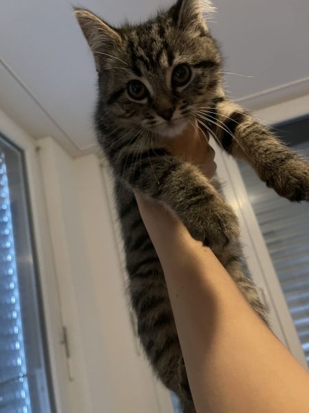 Looking for a new family.