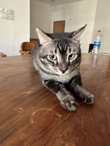 Mixed Breed Cat for Adoption