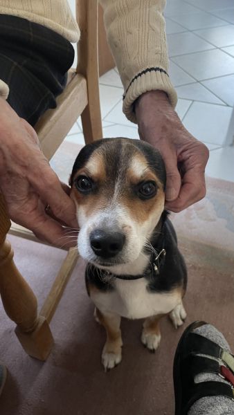 Enzo, junger Hund sucht ein neues liebevolles Zuhause