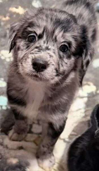 Coltreivers- Merle Border Collie and Golden Retriever
