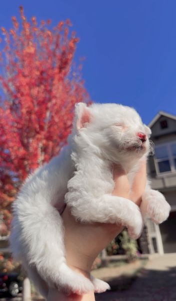 Pomeranian