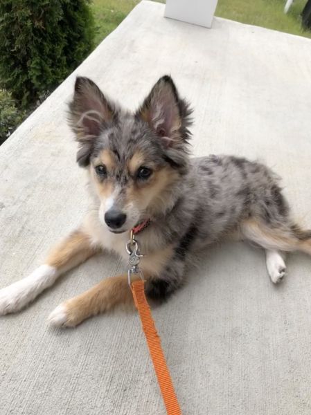 Australian Eskimo Puppy for sale