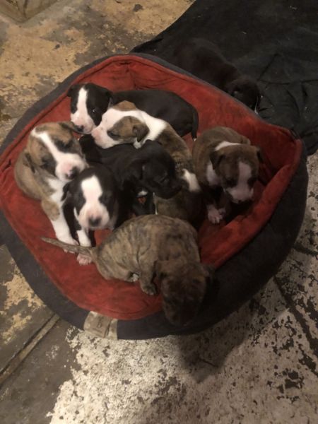 Red nose/ Staffordshire bull terriers