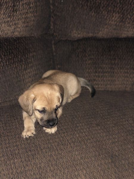 Puppies for Sale
