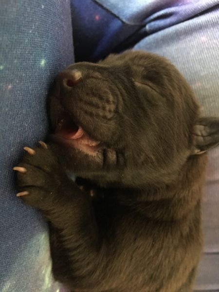 Mastiff, chow/black labs