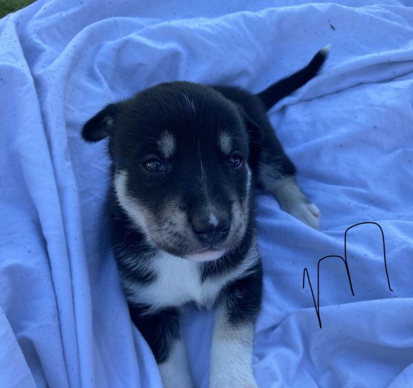 Rottweiler/Siberian Husky mix