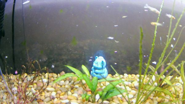 Mollies to a good home