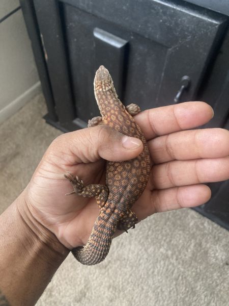 Red ackie monitor