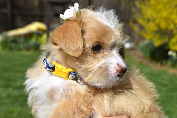 Morkiepoo puppies for sale