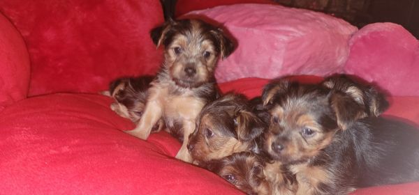 Morkie puppies