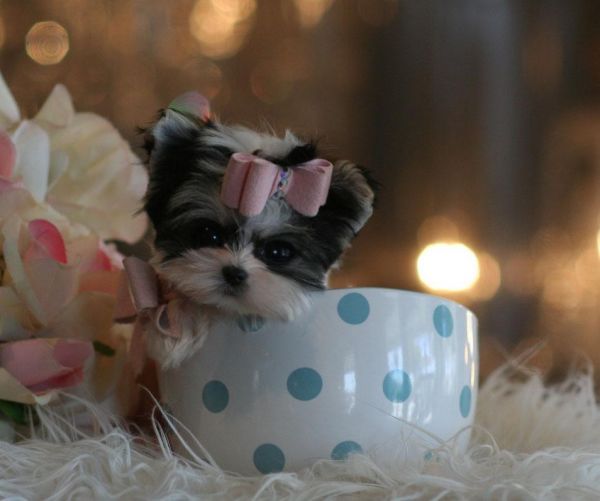 Adorable Mixed Breeds