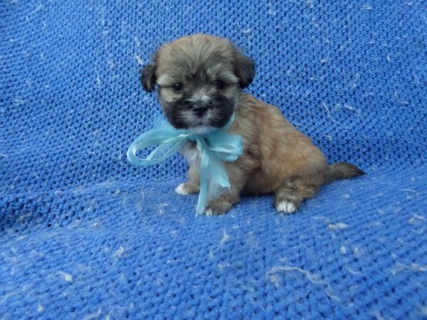 Morkie Puppies