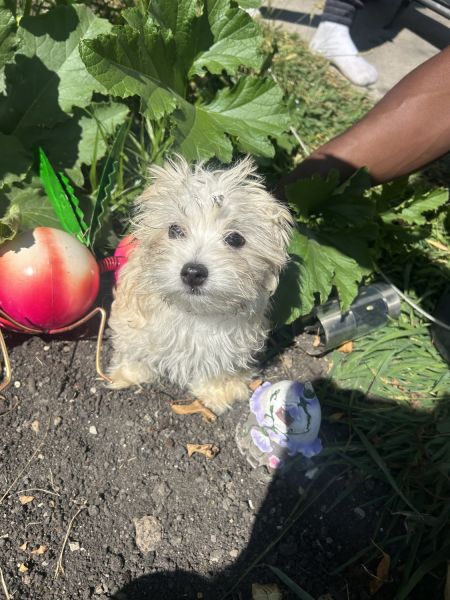 Morkies they are small four months lots of energy and fun to have.