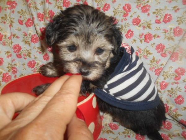 Teacup Morkies Nonshed boy/girl 8wks