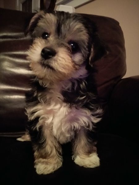 Mia morkie