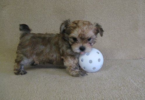 Tiny Morkie puppies