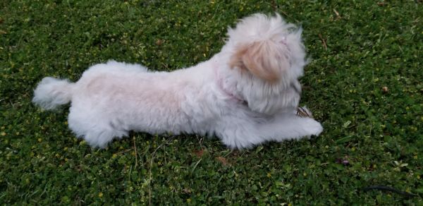 Female morkie 4.5 monthdpu