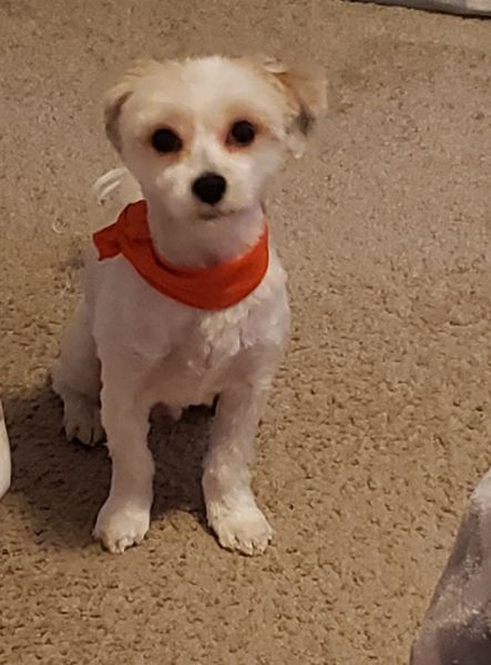 2 year white morkie for sale