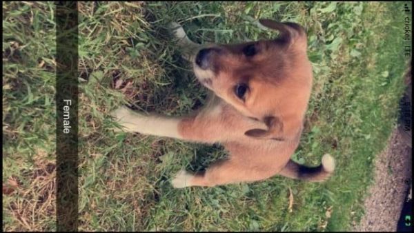 Mountain cur and lab mix puppies