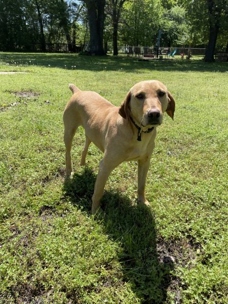 Three-year old full blood mountain cur