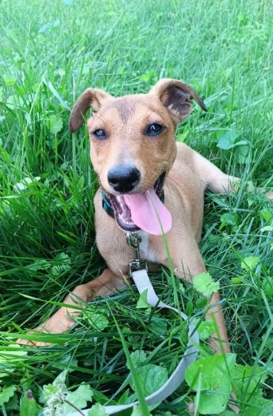 Fun-Ultra Friendly-Fiest Puppy for Sale!!