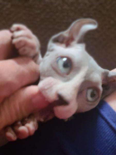Hairless elf kitten