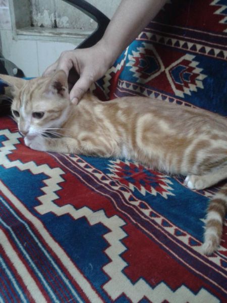 munchkin kitten need family at andheri w