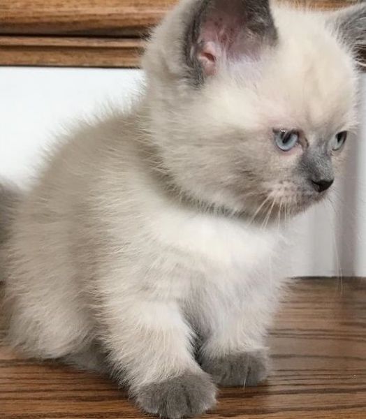 playful munchkin male and female lovely pets