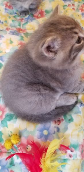 Kitten (non-standard Munchkin)