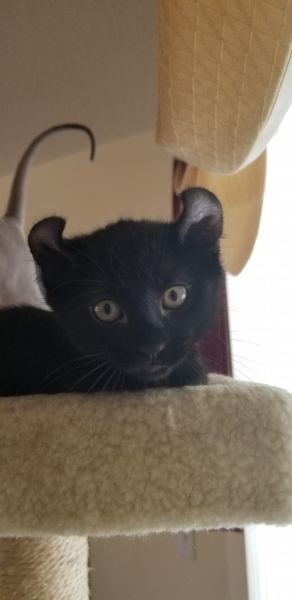 Female Non-Standard Munchkin Kitten