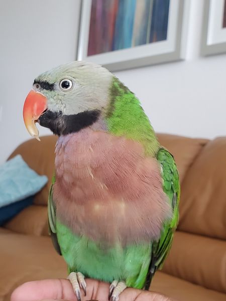 Mustached Parakeet/Red Breasted Parakeet