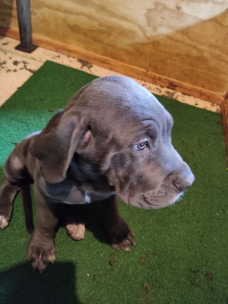 Need home\'s and family for Xmas