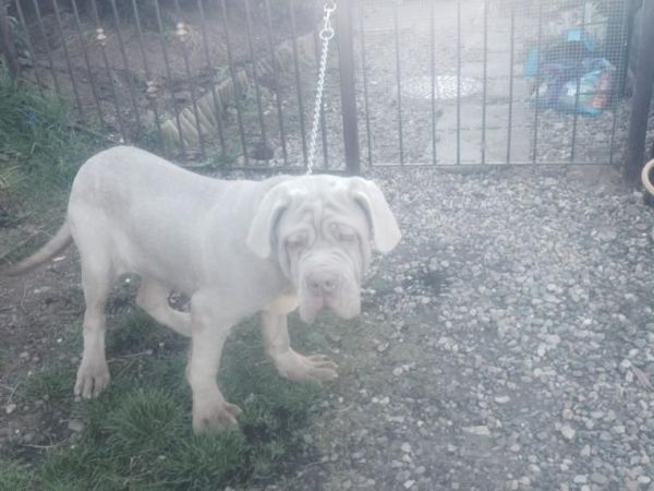 Neapolitan Mastiff puppies